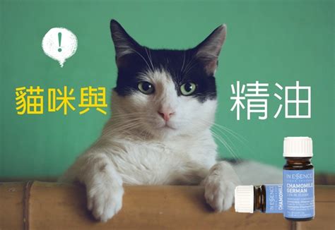 狗狗精油禁忌|【精油專家告訴你】貓狗可以使用精油嗎？(上) 寵物精油安全須知。